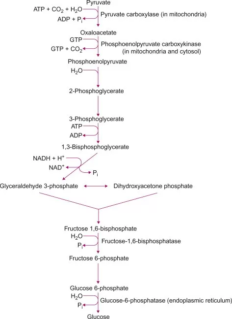 Pathway of gluconeogenesis from pyruvate to glucose (Bhagavan and Ha, 2011)